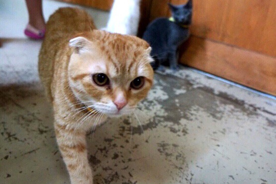 ヨーデルの森 ふれあいにゃんこ村