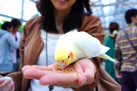神戸花鳥園のオウム・インコふれあいコーナー