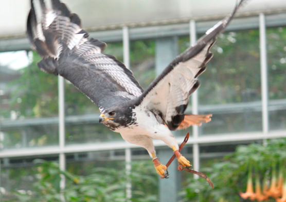 神戸花鳥園のバードショー