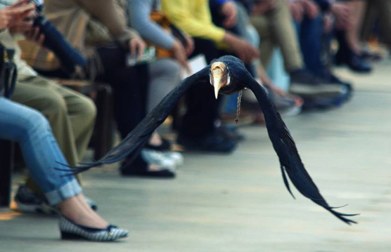 神戸花鳥園のバードショー